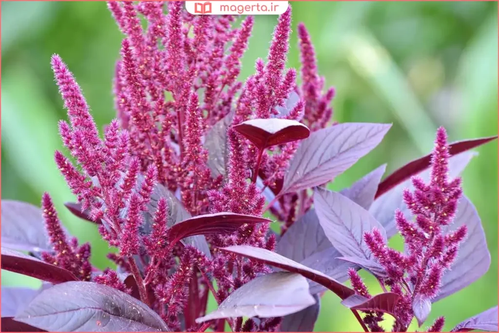 نمای نزدیک از گل تاجخروس قرمز برای استفاده تزئینی و دارویی