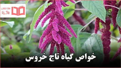 خواص گیاه تاج خروس