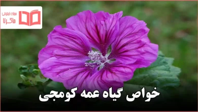 خواص گیاه عمه کومجی