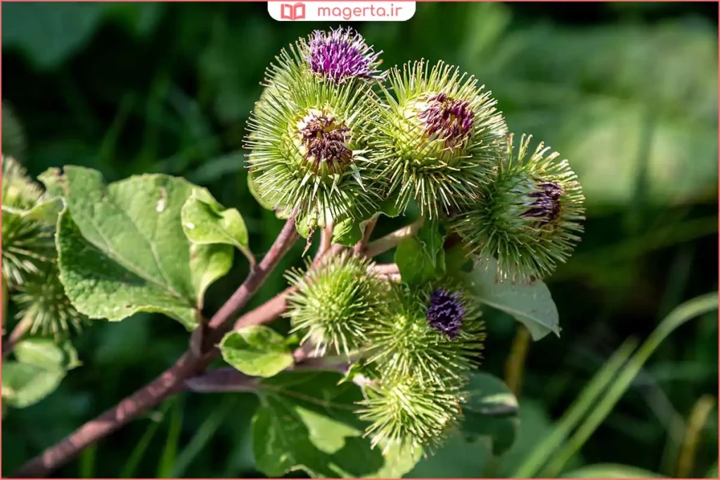 برگهای سبز گیاه بابا آدم در باغچه گیاهان دارویی