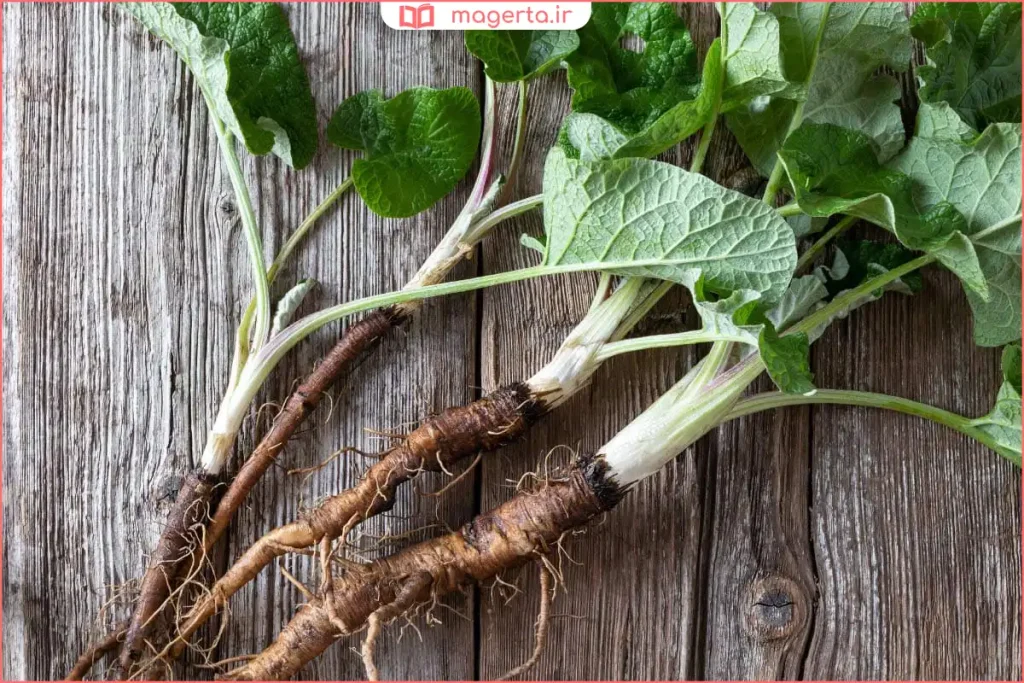 ریشه تازه گیاه بابا آدم روی میز چوبی برای مصارف دارویی