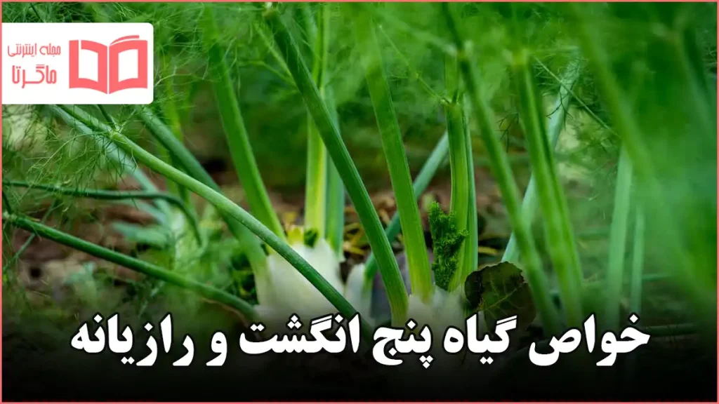 خواص گیاه پنج انگشت و رازیانه