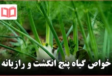 خواص گیاه پنج انگشت و رازیانه