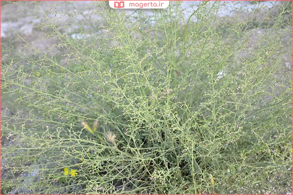 شاخه سبز گیاه تشنه‌داری با برگ‌های باریک در طبیعت