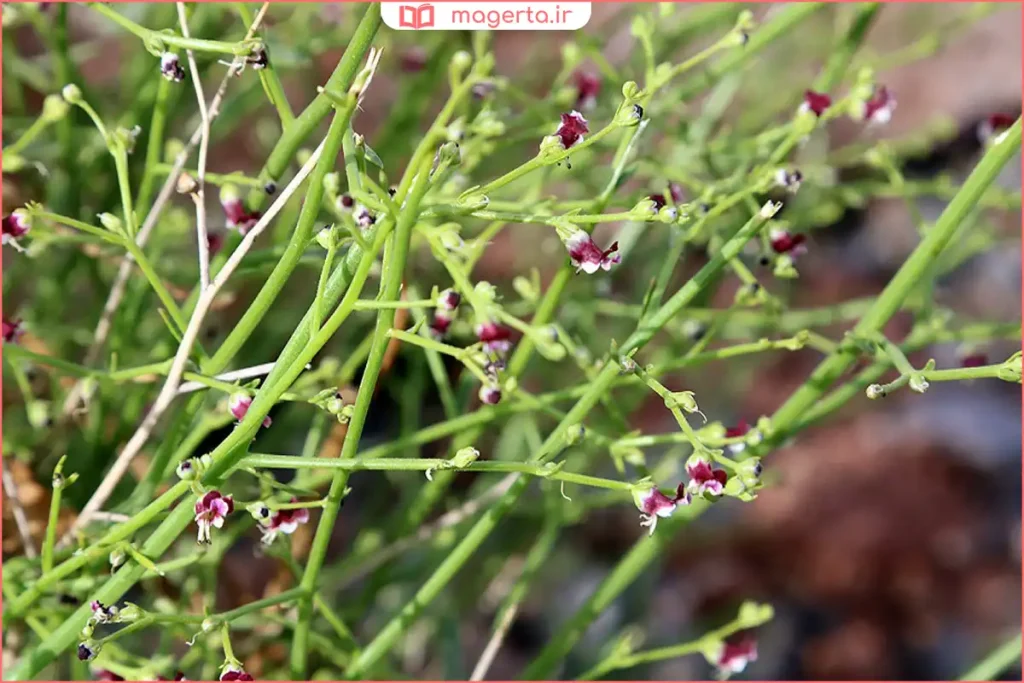 گیاه خشک‌شده تشنه‌داری آماده برای تهیه دمنوش و محصولات پوستی