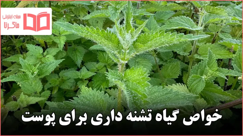 خواص گیاه تشنه داری برای پوست