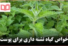 خواص گیاه تشنه داری برای پوست