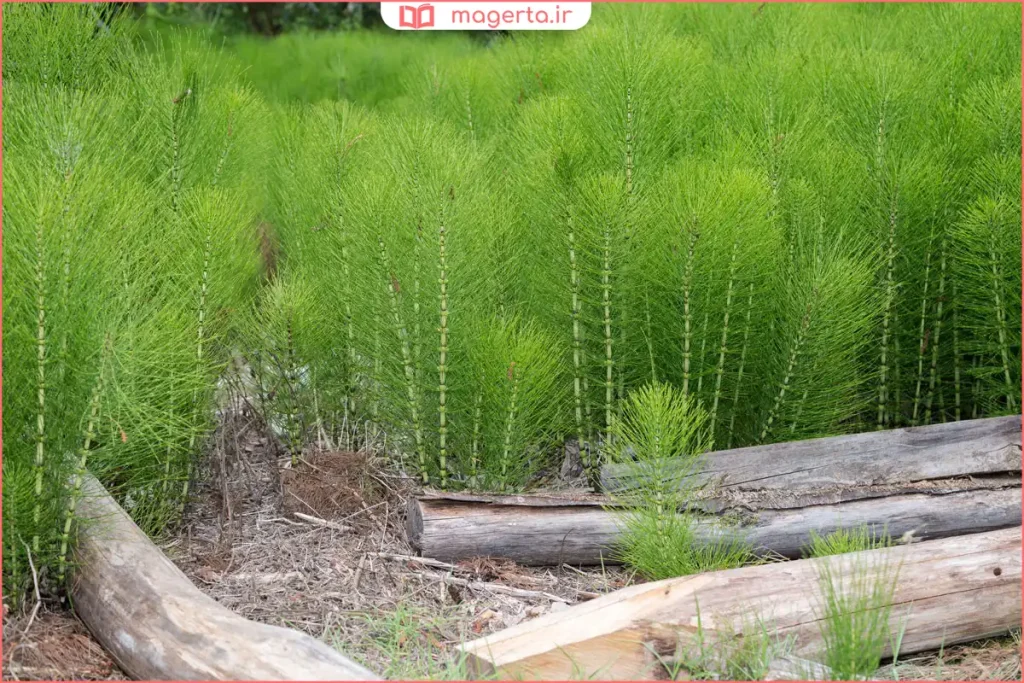 ساقه‌های سبز گیاه دم‌اسب تازه در طبیعت