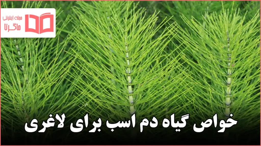 خواص گیاه دم اسب برای لاغری