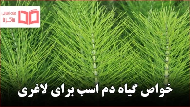 خواص گیاه دم اسب برای لاغری