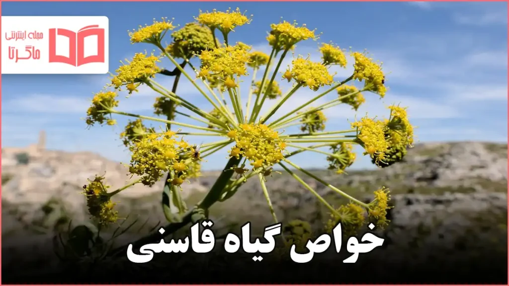 خواص گیاه قاسنی
