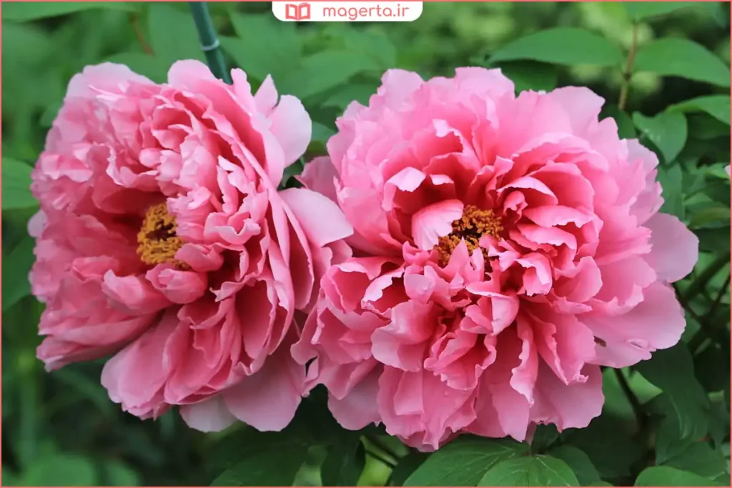 گلهای صورتی و درخشان گیاه صدتومانی در باغچه بهاری