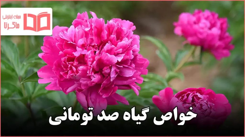 خواص گیاه صد تومانی