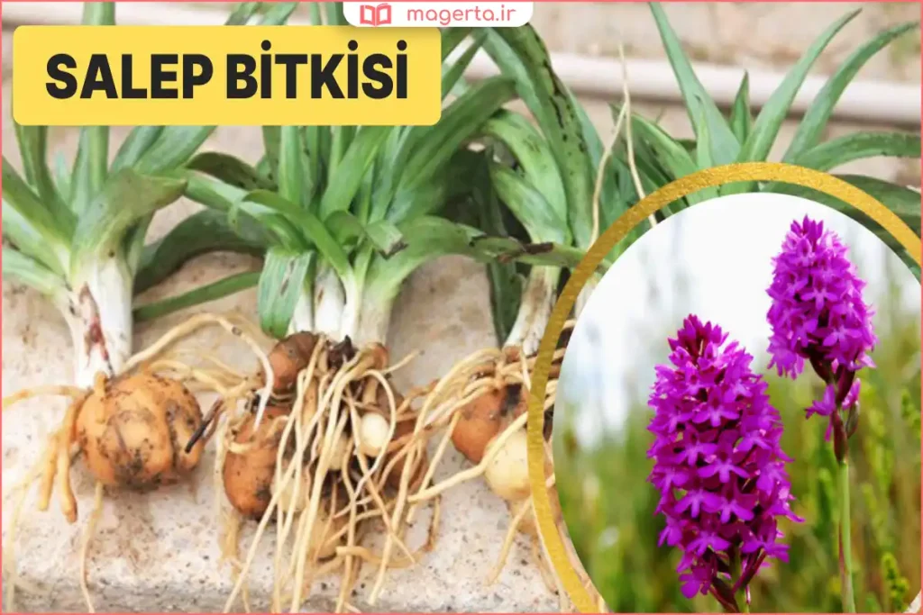 گلهای بنفش گیاه ثعلب در طبیعت کوهستانی