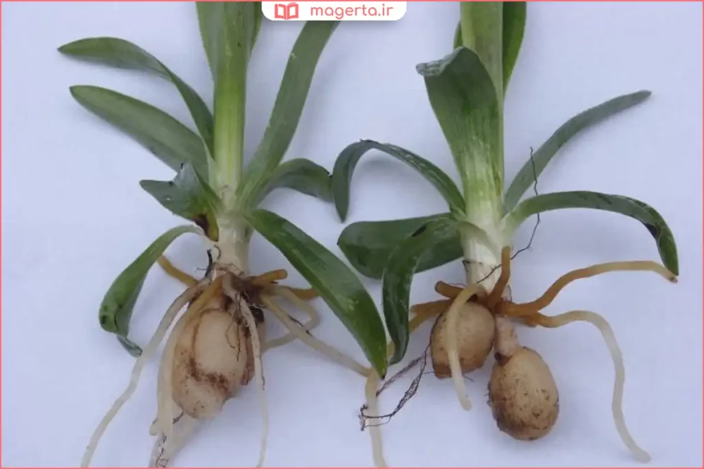 ریشه خشکشده گیاه ثعلب در سبد حصیری برای استفاده دارویی