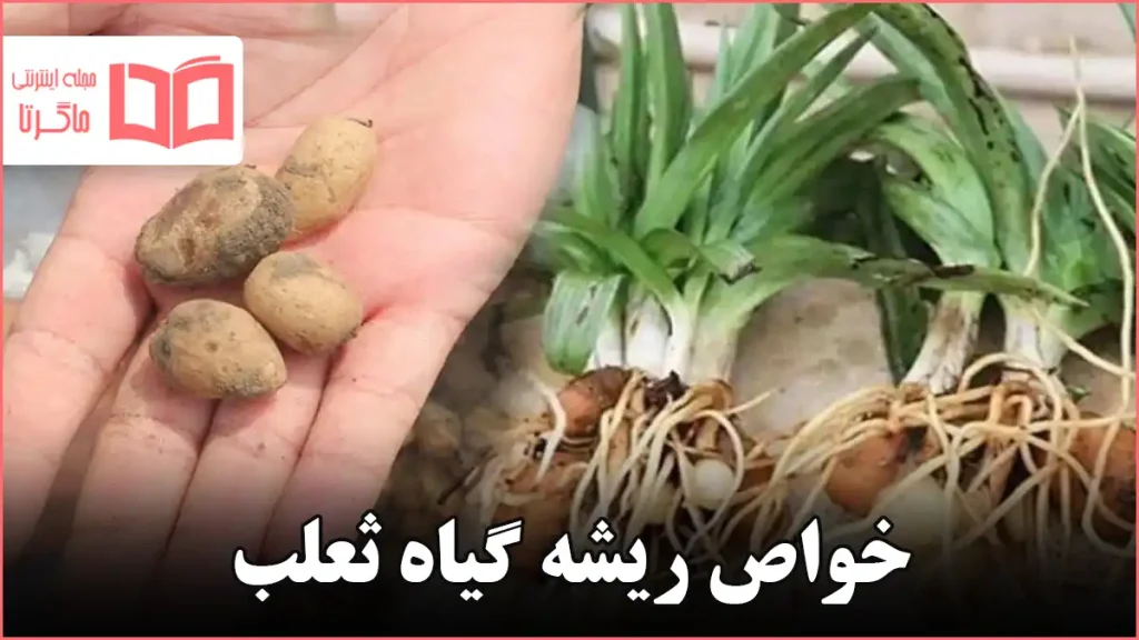 خواص ریشه گیاه ثعلب