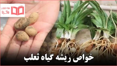 خواص ریشه گیاه ثعلب