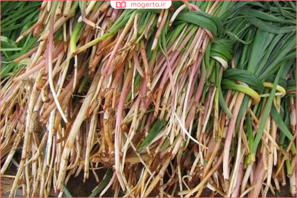 گیاه بوسور با برگهای سبز تیره در دشت طبیعی کوهستانی