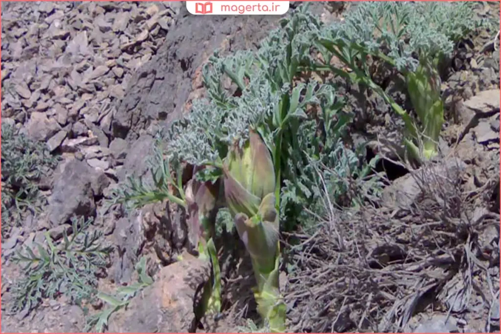 شاخههای سبز گیاه هنگو کرمان در کوهستانهای خشک و آفتابی جنوب ایران