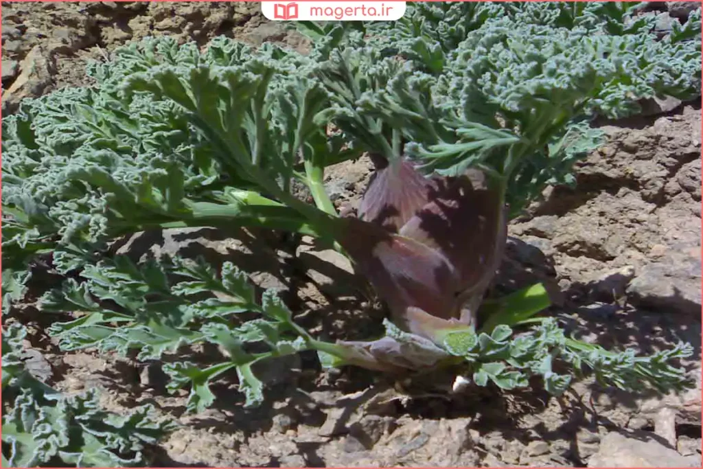 نمای نزدیک از برگها و گلهای ظریف گیاه هنگو کرمان در طبیعت بومی منطقه