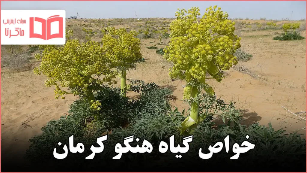 خواص گیاه هنگو کرمان