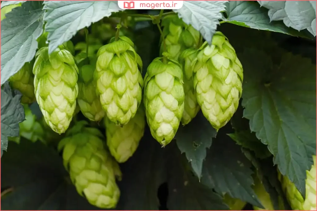 نمای نزدیک از گلهای رازک تازه قبل از برداشت