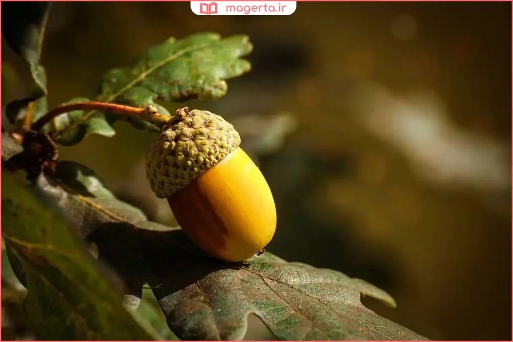 شاخههای خشکشده گیاه جفت در بستهبندی عطاری سنتی