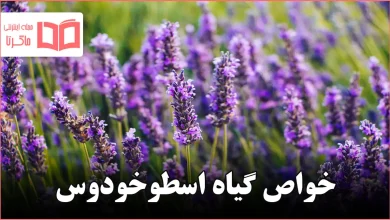 خواص گیاه اسطوخودوس