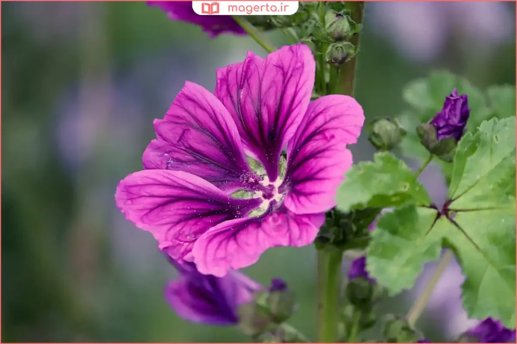 شاخه تازه گیاه پنیرک با گلهای بنفش و برگهای سبز