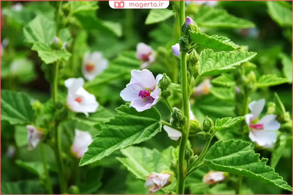 نمای نزدیک از گل پنیرک در حال شکفتن در طبیعت