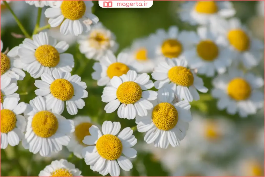 برگ و ساقه سبز مخلصه تازه چیدهشده از مزرعه