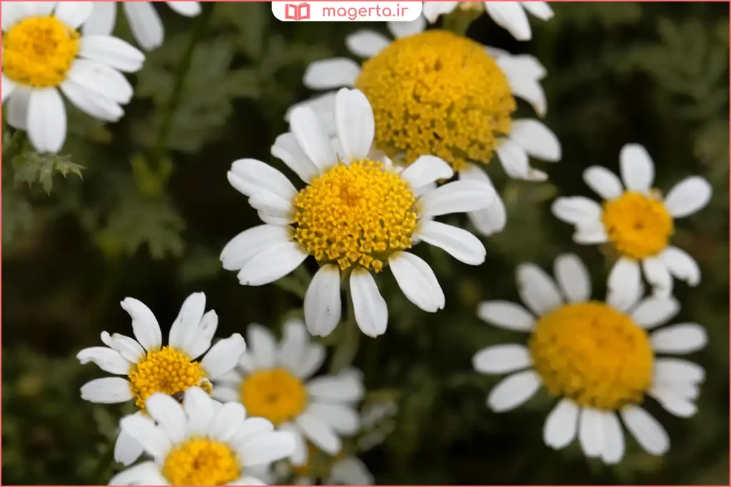 گیاه مخلصه خشکشده در کاسه چوبی برای تهیه دمنوش لاغری