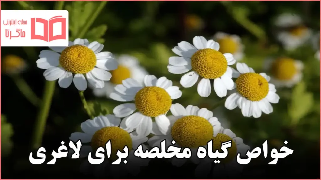 خواص گیاه مخلصه برای لاغری