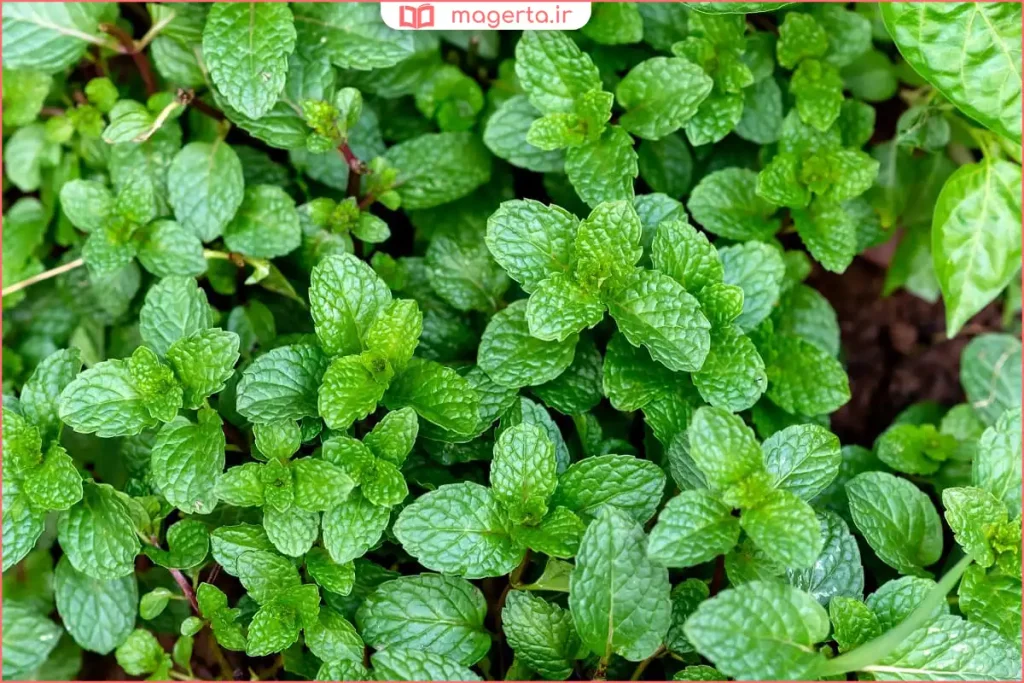 شاخه‌های تازه گیاه نعناع فلفلی با برگ‌های سبز تیره و معطر در باغچه