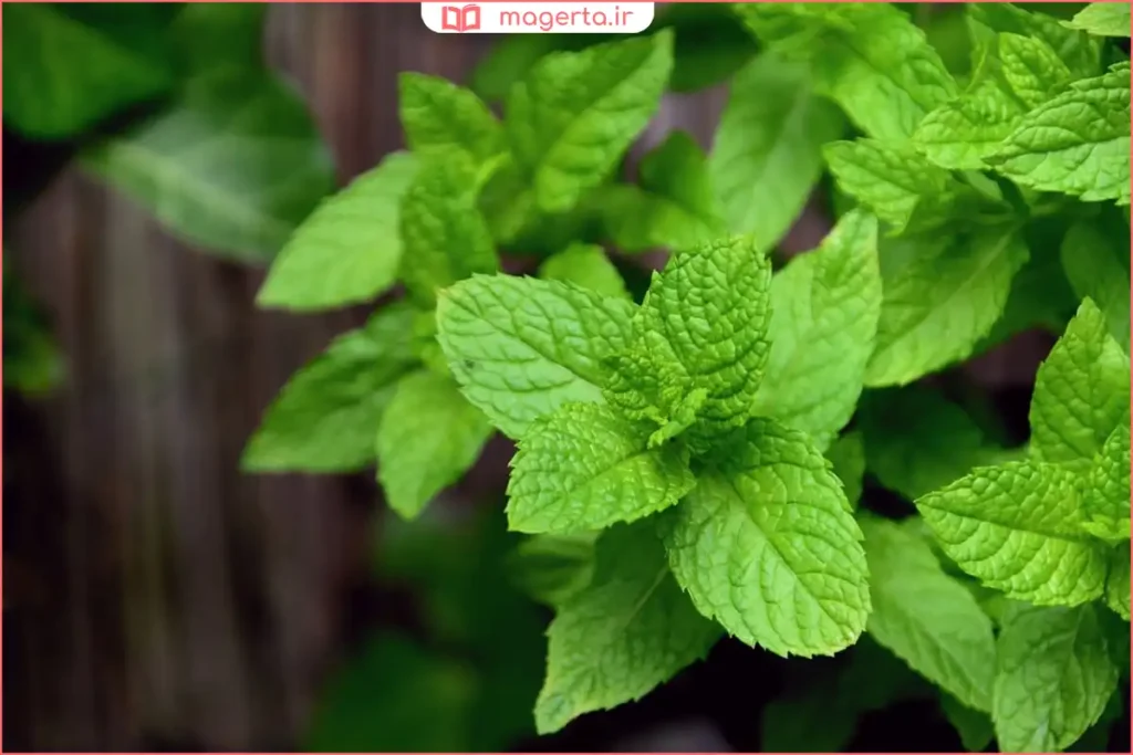 نمای نزدیک از برگ‌های براق و دندانه‌دار گیاه نعناع فلفلی تازه