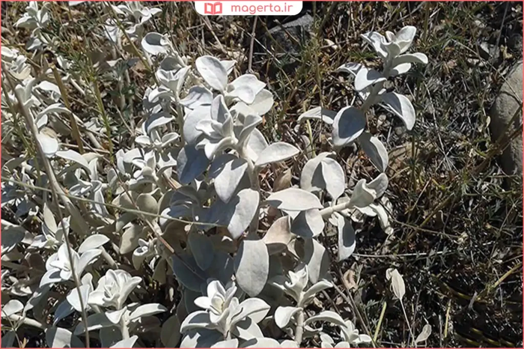 شاخههای گیاه پولک با برگهای سبز و گلهای ریز بنفش در باغچه