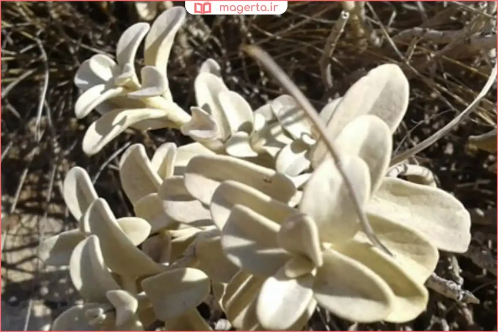 گیاه پولک خشکشده در ظرف شیشهای برای استفاده دارویی