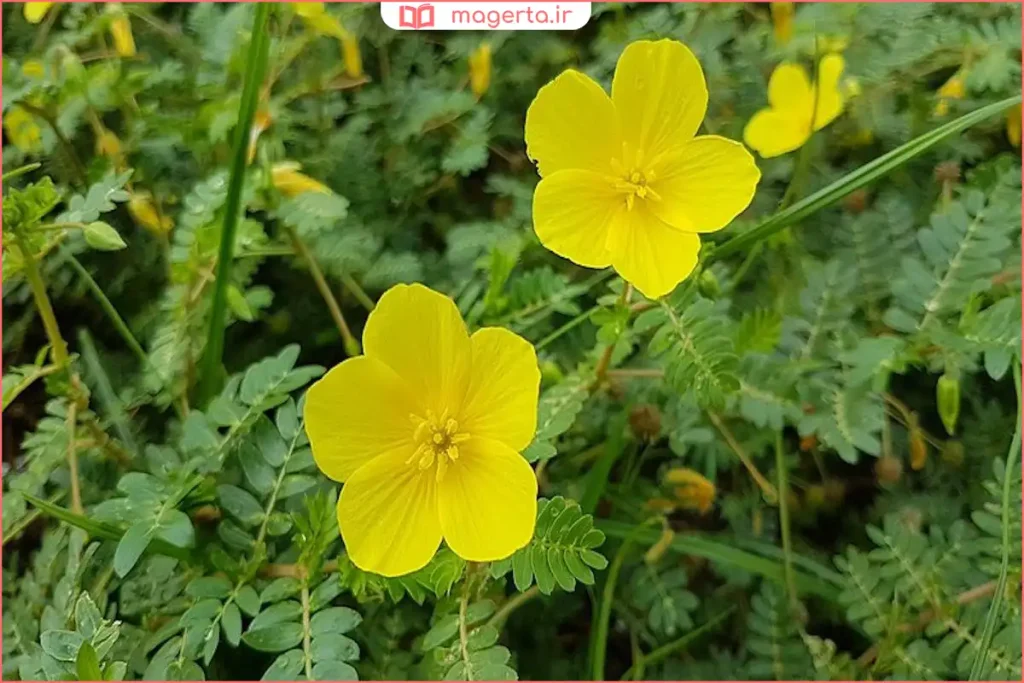 شاخه گلدار گیاه خارخاسک با گل زردرنگ در طبیعت