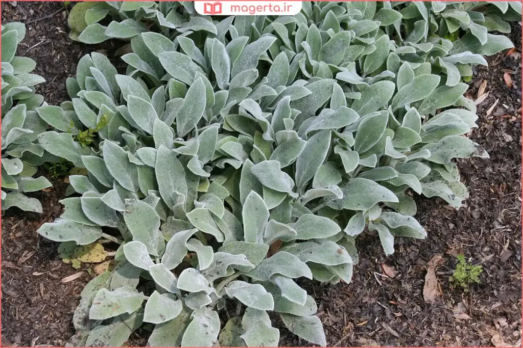 برگهای ضخیم و نقرهایرنگ گیاه گوش مخملی با سطحی نرم و پرزدار