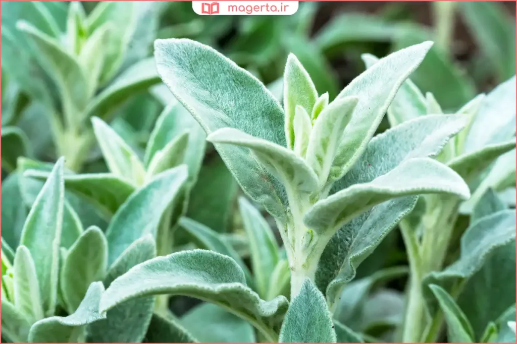 نمای نزدیک از بافت مخملی برگهای گیاه گوش مخملی برای زیبایی دکور