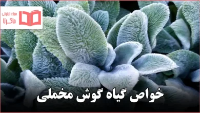 خواص گیاه گوش مخملی