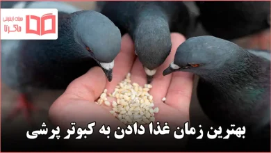 بهترین زمان غذا دادن به کبوتر پرشی