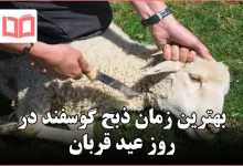 بهترین زمان ذبح گوسفند در روز عید قربان