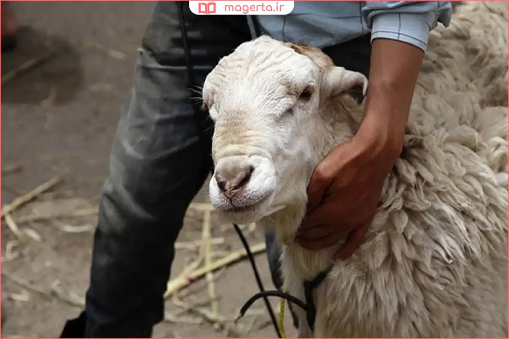 آماده‌سازی گوسفند قربانی در صبح روز عید قربان در محل ذبح شرعی
