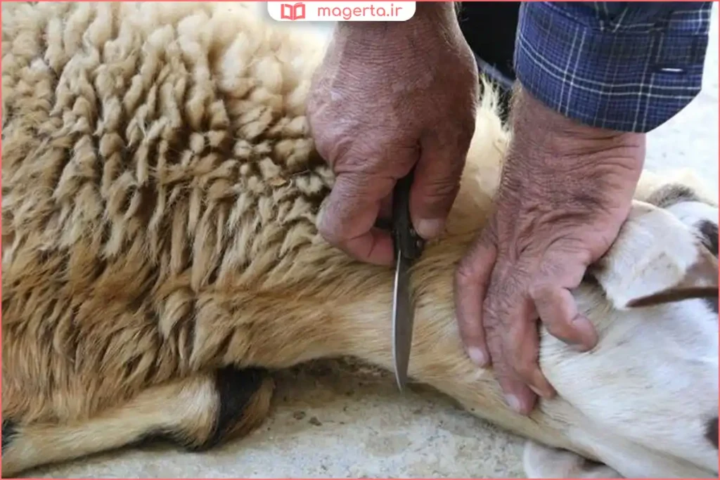 انجام ذبح گوسفند با رعایت اصول بهداشتی و شرعی در فضای باز