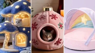 جای خواب گربه