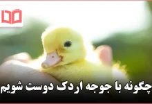 چگونه با جوجه اردک دوست شویم