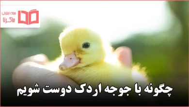 چگونه با جوجه اردک دوست شویم