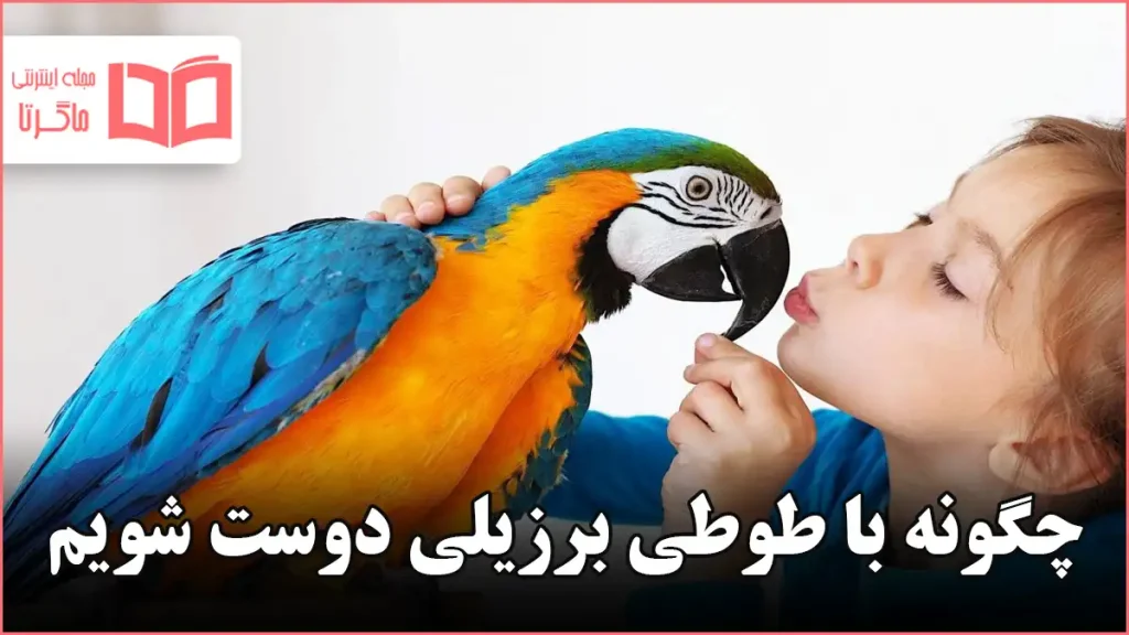 چگونه با طوطی برزیلی دوست شویم