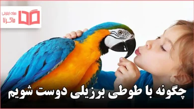 چگونه با طوطی برزیلی دوست شویم